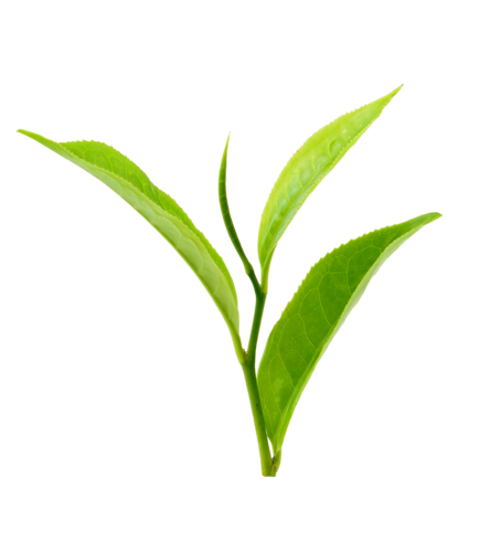 清新茶叶图片大全 一叶一芽，尽显自然之美